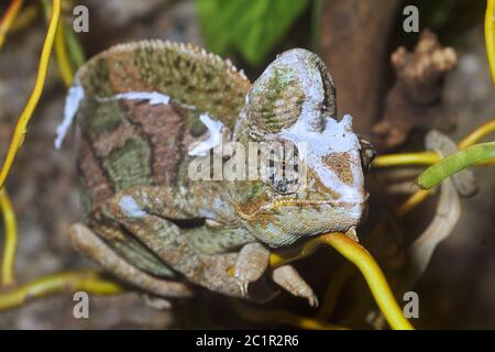 Ritratto del camaleonte velato (Chamaeleo calyptratus) Foto Stock