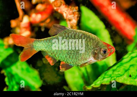 Ritratto di pesci di acquario - Sumatra barb (Puntigrus tetrazona) in un acquario Foto Stock