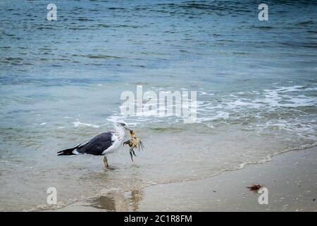 Un grande nero-backed Gull passeggiando in Fort Myers, Florida Foto Stock