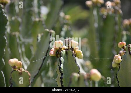 Un cactus in fiore nella provincia di Alicante, Costa Blanca, Spagna Foto Stock