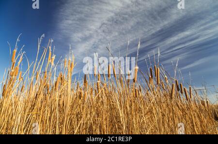 Bella buca di fronte a un cielo blu e nuvole bianche. Foto Stock