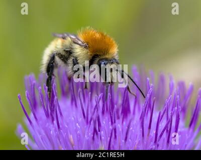 Great yellow bumblebee (Bombus distinguendus). Wild bee on wildflower eating nectar in nature reserve in Cevennes, France Foto Stock