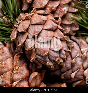 Cedar ramo con coni primo piano Foto Stock