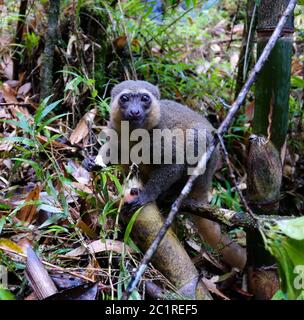 Ritratto del lemure di bambù d'oro che mangia aka Hapalemur aureus nel Parco Nazionale di Ranomafana, Fianarantsoa, madagascar Foto Stock