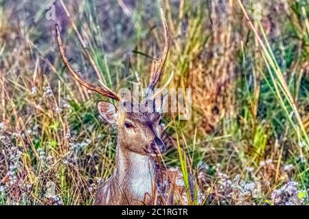 Ritratto di giovane maschio chital o di ghetallo (asse asse), noto anche come cervo punteggiato o cervo asse - Jim Corbett National Park, India Foto Stock