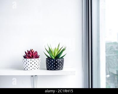 Pentola di piante. Piante succulente verdi e rosse in bianco e nero moderno con motivo a punti, colore tavole in cemento verniciate su scaffale su parete bianca vicino al gl Foto Stock