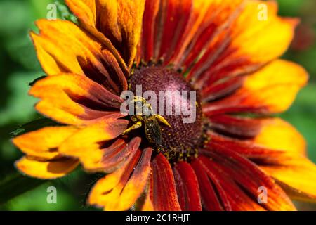 Una ape sta raccogliendo Pollen su un fiore colorato Foto Stock