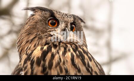 gufo con grandi occhi arancioni Foto Stock