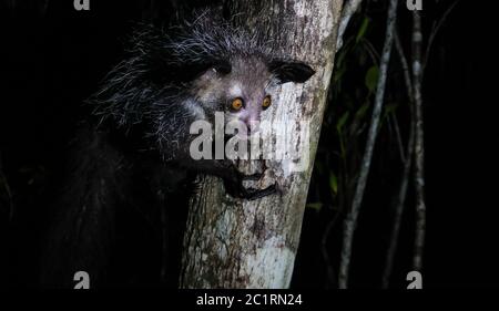 Ritratto notturno di Daubentonia madagascariensis aka Aye-Aye lemur, regione di Atsinanana, Madagascar Foto Stock