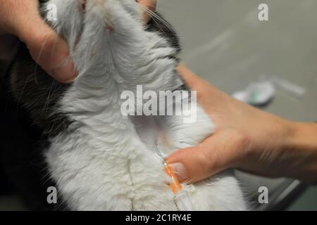 Vet preleva un campione di sangue da un gatto dalla vena giugulare. L'animale è in possesso Foto Stock