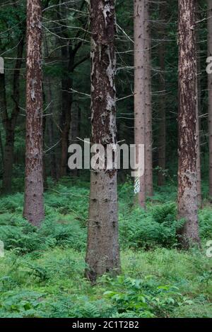 Mortalità degli alberi nei Paesi Bassi: Gli alberi di abete rosso danneggiati dai barbabietole di abete rosso Foto Stock