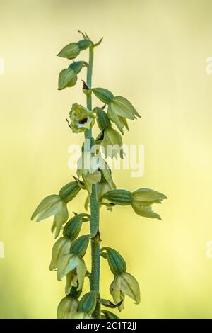 Wild Orchid Bergonii Green-Yellow muelleri Helleborine crescente nella valle del Viroin Belgio Foto Stock