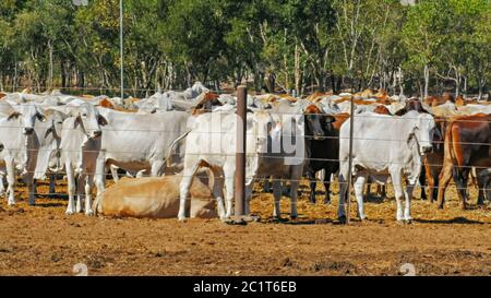 primo piano di mandrie di bovini australiani di razza brahman che si tengono in un cortile di bestiame Foto Stock