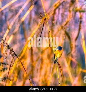 Catcher blu (Cyornis rubeculoides) nel Parco Nazionale Jim Corbett, India Foto Stock