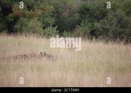 I Lions sono ben mimetizzata nell'erba alta del Masai Mara Foto Stock