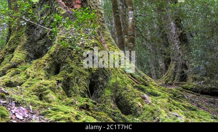 la base di un grande pino coperto di muschio in valle di pino Foto Stock