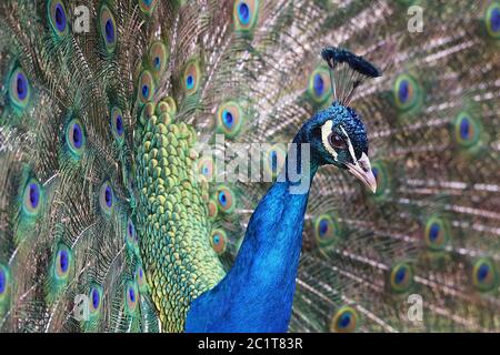 Ritratto Peacock Pavo cristato di fronte a Gioielli Feathers Foto Stock