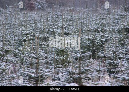 un sacco di alberi di natale in un giardino vivaio Foto Stock