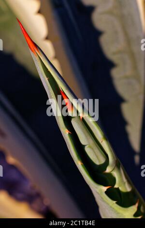 Struttura astratta di Agave, Aloe, foglia di pianta. Foglie verdi e grandi spine rosse. Vista dall'alto. Messa a fuoco selettiva Foto Stock