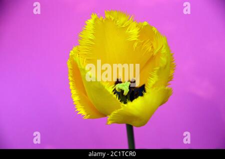 Tulipano giallo brillante "Crystal Star" con una sola cornice coltivato in un confine inglese con il giardino. Foto Stock