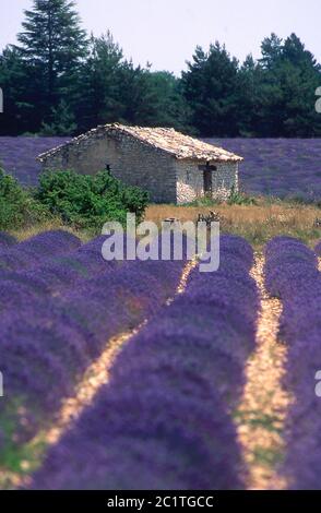 Capanna in pietra sul campo di lavanda. Regione di Sault. Vaucluse. Provence-Alpes-Côte d'Azur. Francia Foto Stock