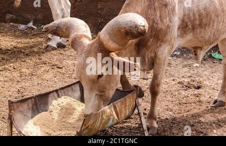 Ritratto di ankole-watusi bighorned bull, Niamey, Niger Foto Stock