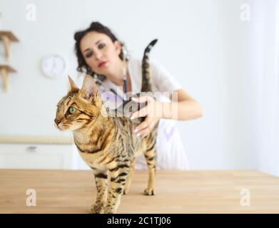 Veterinario medico sta facendo un controllo su di un gatto bello carino Foto Stock