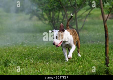 Avventura cane nel giardino del mattino. American staffordshire terrier all'aperto, felice e sano concetto di animali domestici Foto Stock