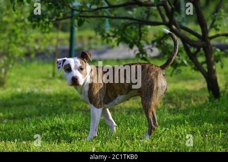 Avventura cane in giardino. American staffordshire terrier all'aperto, felice e sano concetto di animali domestici Foto Stock