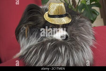 Papillon cane nella bellissima muta in una pelliccia e un concerto con cappello di una farfalla è rimosso nel clip Foto Stock