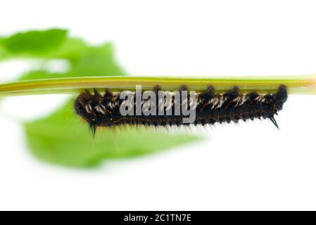 Larve di falena marrone della coda isolate su sfondo bianco Foto Stock