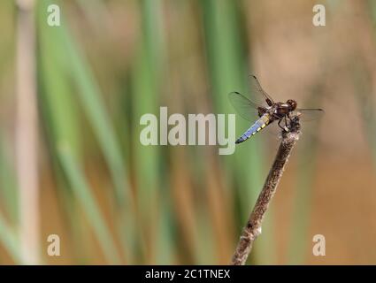 Primo piano di un culo corposo, libellula depressa poggiante su una canna Foto Stock