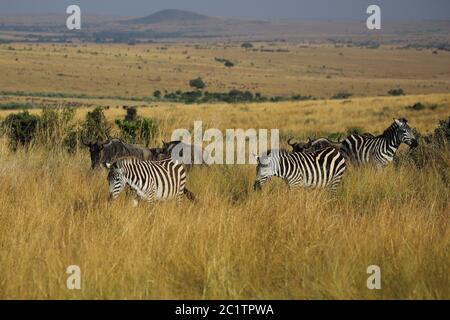 Pianure errante zebre nel Masai Mara Foto Stock