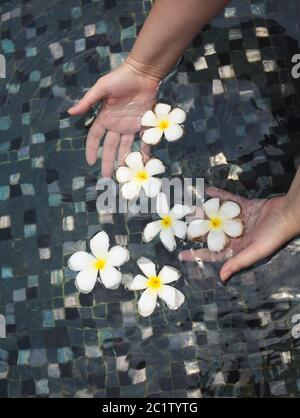 Frangipani fiori in mano in piscina Foto Stock