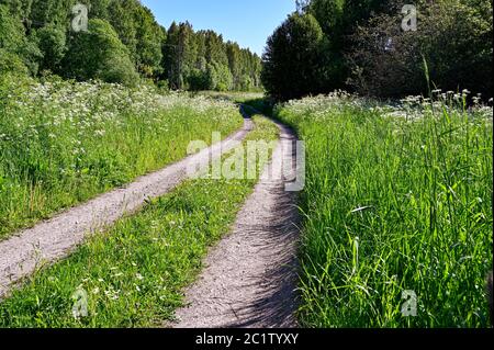 strada in ghiaia attraverso i campi una soleggiata mattina estiva Foto Stock