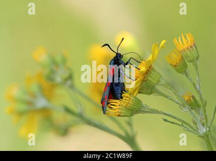 Goccioline di sangue comuni o a sei punti di ariete rossa Zygaena filipendulae Foto Stock