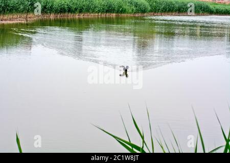 Un piccolo uccello stagno nuota nel lago e cerca il suo compagno. Foto Stock