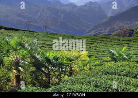 Campi da tè in Asia. Piantagioni di tè di Taiwan in collina a Shizhuo, Alishan montagne. Foresta di bambù sullo sfondo. Foto Stock