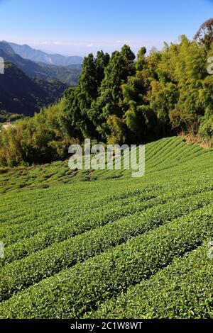 Campi da tè in Asia. Piantagioni di tè di Taiwan in collina a Shizhuo, Alishan montagne. Foresta di bambù sullo sfondo. Foto Stock