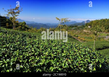 Campi da tè in Asia. Piantagioni di tè di Taiwan in collina a Shizhuo, Alishan montagne. Foresta di bambù sullo sfondo. Foto Stock