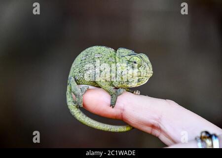 Chameleon sul lato foto come sfondo, baby camaleonte Foto Stock