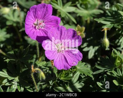 Un primo piano di un paio di fiori di geranio sanguineum Nyewood Foto Stock