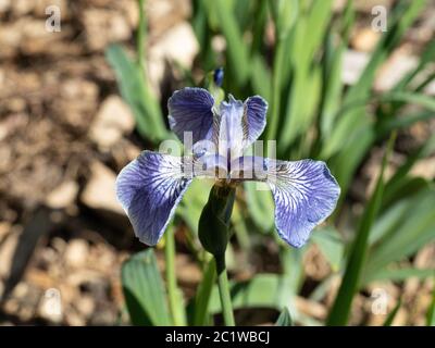 Un fiore blu chiaro di Iris douglasiana delicatamente venato Foto Stock