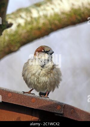 Casa maschile Passer domesticus Passer sul tetto di un Nest Box Foto Stock