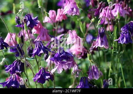 Colonne in fiore viola e rosa in un giardino Foto Stock