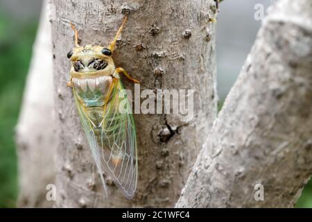 Immagine macro di una cicala di recente processo di muta Foto Stock