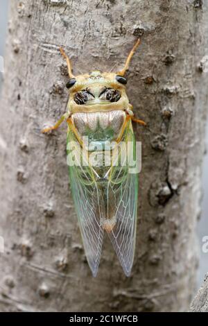 Immagine macro di una cicala di recente processo di muta Foto Stock