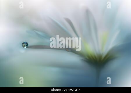 Bella natura background.Colorful Arte Wallpaper.Natural Macro Photography.Beauty in Nature.Creative Floral Art.quiet natura closeup view.Blurred spazio per il tuo testo.Abstract Primavera Flowers.Water goccia, dropet. Foto Stock