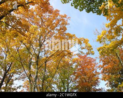 Deciduous trees with typical leaf coloring in autumn Stock Photo