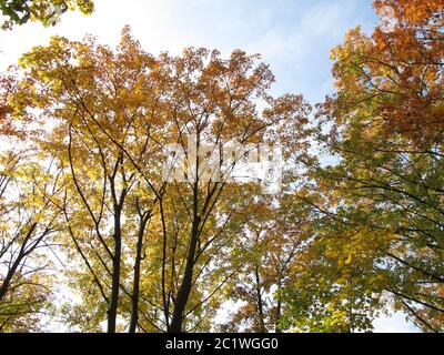 Alberi decidui con colorazione tipica delle foglie in autunno Foto Stock